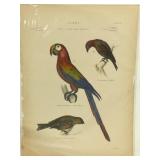 19th Century Hand Colored Bird Etching