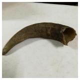 18' Horn 3+ Inch Girth