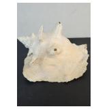 Large natural conch or helmet shell
