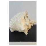 Natural queen conch shell