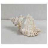 Giant Frog Conch shell