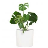 Fox & Fern Large Plant Pot, Plant Pots Indoor, Whi