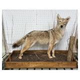 Taxidermy Coyote Mount On Wooden Display Base