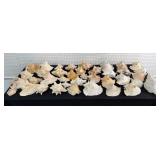 Large Collection of Miscellaneous Seashells