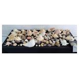 Large Collection of Miscellaneous Seashells