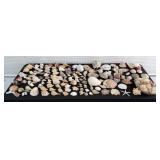 Large Collection of Miscellaneous Seashells