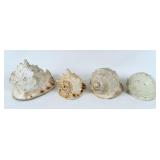 (4) Large Conch Seashells