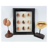 (11) Seashells On Display Stands & Shadowbox Frame