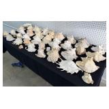Large Collection of Miscellaneous Seashells