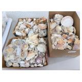 Large Collection of Miscellaneous Seashells