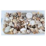 Collection of Miscellaneous Seashells