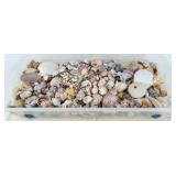Collection of Miscellaneous Seashells