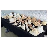 Large Collection of Miscellaneous Seashells