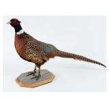 Taxidermy Ring-Necked Pheasant Standing Mount