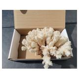 Beautiful White Corral Cluster