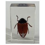 Sternocera hildebrandti Bug in Lucite