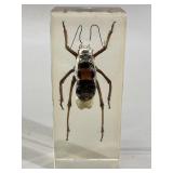 Jerusalem Cricket Bug in Lucite