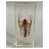 House Centipede Bug in Lucite