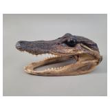 Caiman Crocodile Head Taxidermy