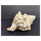 Large Sea Shell, Tutufa Buro