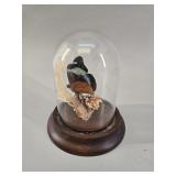 Victorian Insect Diorama in Bell Jar