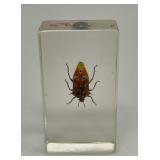 Man-Faced Stink Bug Specimen in Lucite Block
