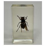 Giant Asian Hornet Specimen in Resin Block