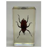 Red Palm Weevil Lucite Resin Specimen