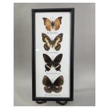 Framed Entomological Taxidermy: Four Butterflies