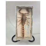 Taxidermy Scorpion Specimen in Shadow Box vtg
