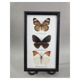 Framed Triple Butterfly Taxidermy Display