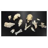 Naturalistï¿½s Specimen Grouping: Rodentia &