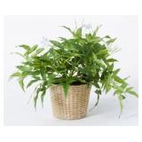 New Jasmine in Basket - Threshold designed