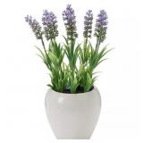 New Lavender in Whtie Ceramic Planter