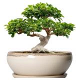 Bonsai Pots 12 Inch - Large Ceramic Succulent Plan