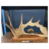Carved  Antler Grizzly Bear Signed