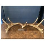 10 Point Antlers