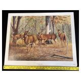 Bob Tompkins Lithograph Oak Ridge Whitetails