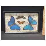 2 Real Blue Morpho + 2 Butterlfys Under Glass 2 Real Blue Morpho + 2 Butterlfys Under Glass