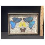 2 Real Blue Morpho + 2 Butterlfys Under Glass 2 Real Blue Morpho + 2 Butterlfys Under Glass