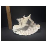 Hear The Ocean Large Sea Shell