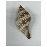 Vintage True Tulip Sea Shell