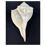 Vintage Lightning Whelk Sea Shell