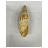 Vintage Episcopal Miter Sea Shell