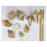 LOT Vintage Sea Shells Conch & More