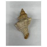 Vintage Striped Conch Sea Shell