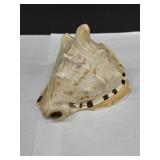 Nice Helmet Sea Snail Shell