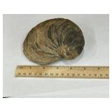 Large Fossilized Oyster Shell Devils Toenail