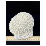 Large Natural Brain Sea Coral