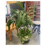 Live Plant & Ivy In Nice Planter